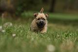 CAIRN TERRIER 422
